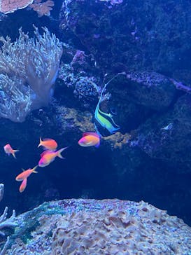 サンシャイン水族館に投稿された画像（2022/7/10）