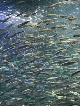 サンシャイン水族館に投稿された画像（2022/7/10）
