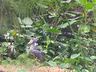 神戸どうぶつ王国に投稿された画像（2022/7/10）