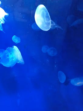 サンシャイン水族館に投稿された画像（2022/7/10）