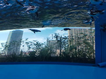 サンシャイン水族館に投稿された画像（2022/7/10）