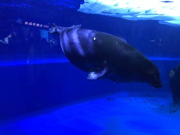 サンシャイン水族館に投稿された画像（2022/7/10）