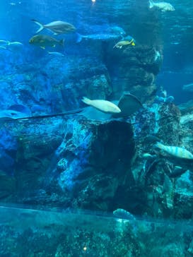 大分マリーンパレス水族館 「うみたまご」に投稿された画像（2022/7/10）