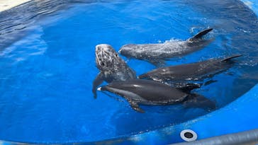 大分マリーンパレス水族館 「うみたまご」に投稿された画像（2022/7/10）