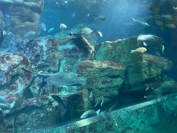 大分マリーンパレス水族館 「うみたまご」に投稿された画像（2022/7/10）