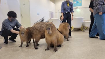 アニタッチみなとみらいに投稿された画像（2022/7/10）