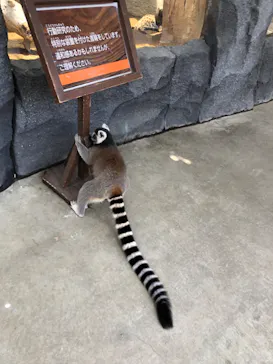 神戸どうぶつ王国に投稿された画像（2022/7/11）