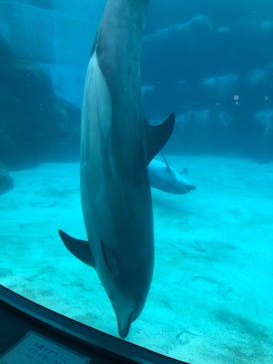 名古屋港水族館に投稿された画像（2022/7/11）