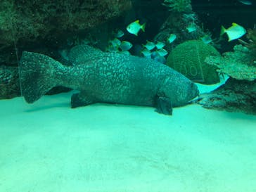 名古屋港水族館に投稿された画像（2022/7/11）