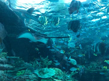 名古屋港水族館に投稿された画像（2022/7/11）