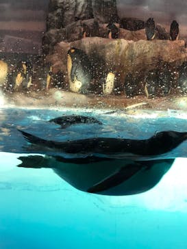 名古屋港水族館に投稿された画像（2022/7/11）