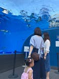 サンシャイン水族館に投稿された画像（2022/7/11）