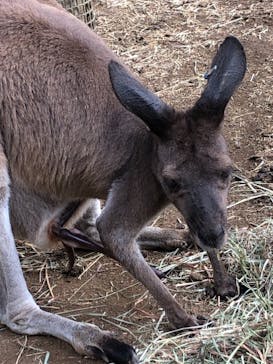 伊豆シャボテン動物公園に投稿された画像（2022/7/11）