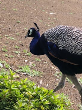 伊豆シャボテン動物公園に投稿された画像（2022/7/11）