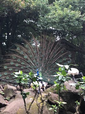 伊豆シャボテン動物公園に投稿された画像（2022/7/11）