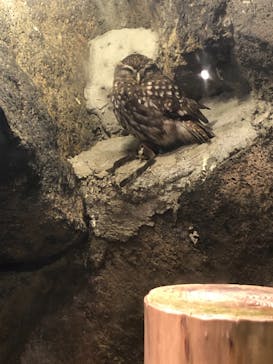 伊豆シャボテン動物公園に投稿された画像（2022/7/11）