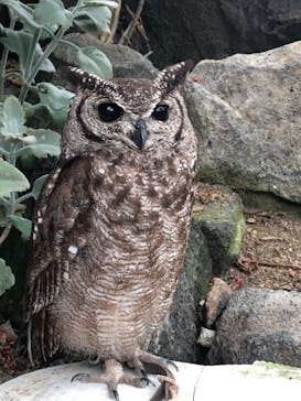 伊豆シャボテン動物公園に投稿された画像（2022/7/11）