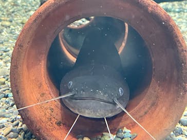 滋賀県立琵琶湖博物館に投稿された画像（2022/7/11）