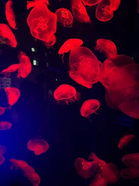 名古屋港水族館に投稿された画像（2022/7/11）