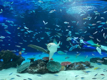 サンシャイン水族館に投稿された画像（2022/7/11）