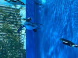 サンシャイン水族館に投稿された画像（2022/7/11）