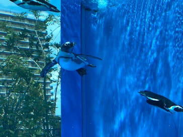 サンシャイン水族館に投稿された画像（2022/7/11）