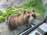 のぼりべつクマ牧場に投稿された画像（2022/7/11）