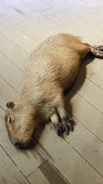 カワスイ 川崎⽔族館に投稿された画像（2022/7/11）