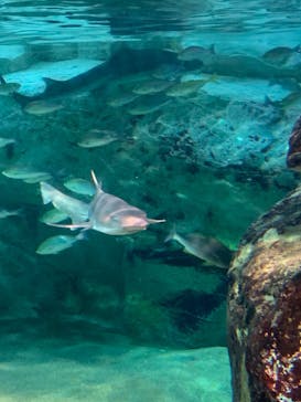 九十九島水族館海きららに投稿された画像（2022/7/11）