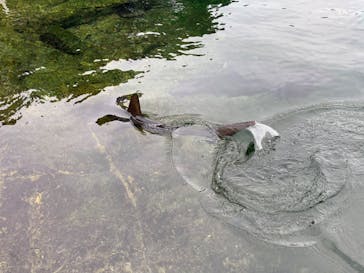 九十九島水族館海きららに投稿された画像（2022/7/11）