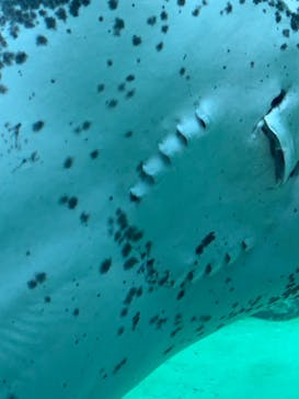 九十九島水族館海きららに投稿された画像（2022/7/11）