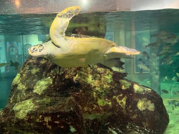 九十九島水族館海きららに投稿された画像（2022/7/11）