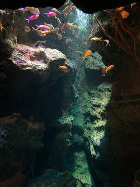 鴨川シーワールドに投稿された画像（2022/7/11）