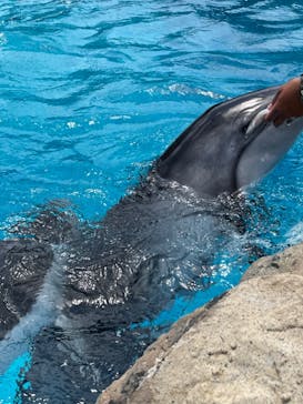 鴨川シーワールドに投稿された画像（2022/7/11）