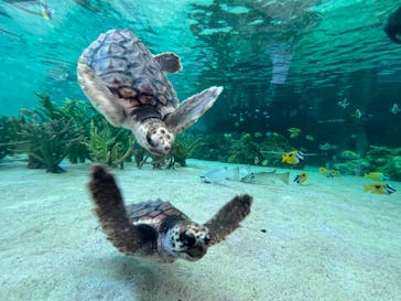 鴨川シーワールドに投稿された画像（2022/7/11）