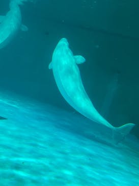 鴨川シーワールドに投稿された画像（2022/7/11）