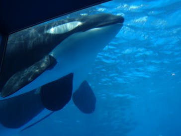 名古屋港水族館に投稿された画像（2022/7/11）