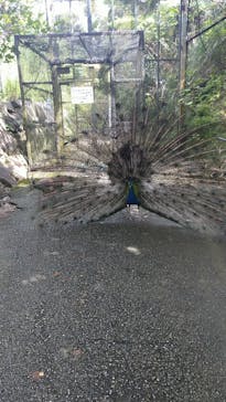 ネオパークオキナワに投稿された画像（2022/7/11）