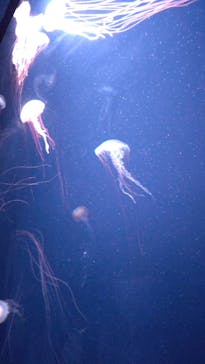 サンシャイン水族館に投稿された画像（2022/7/11）