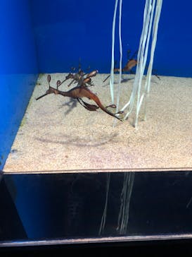 サンシャイン水族館に投稿された画像（2022/7/11）