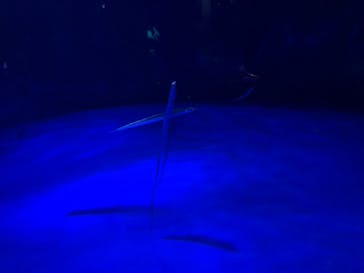 サンシャイン水族館に投稿された画像（2022/7/11）