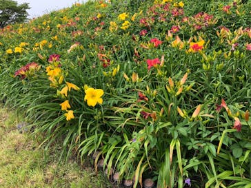 びわ湖バレイに投稿された画像（2022/7/11）