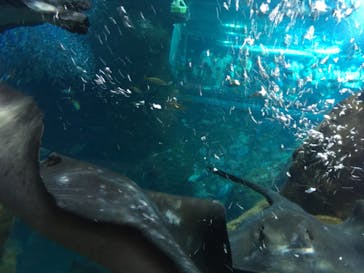 新江ノ島水族館に投稿された画像（2022/7/11）