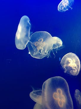 新江ノ島水族館に投稿された画像（2022/7/11）