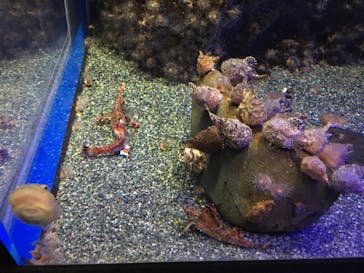 新江ノ島水族館に投稿された画像（2022/7/11）