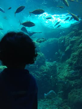 新江ノ島水族館に投稿された画像（2022/7/11）