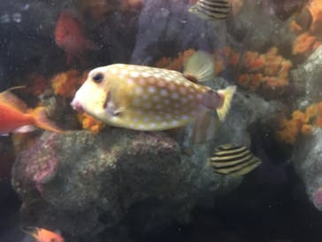 新江ノ島水族館に投稿された画像（2022/7/11）