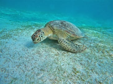 宮古島 ADVENTURE PiPi（ミヤコジマ アドベンチャー ピピ）に投稿された画像（2022/7/12）