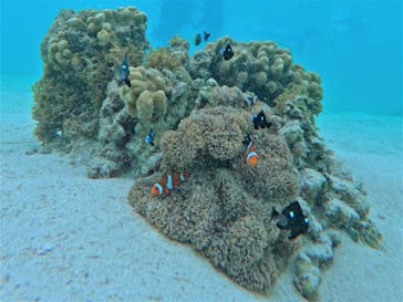 宮古島 ADVENTURE PiPi（ミヤコジマ アドベンチャー ピピ）に投稿された画像（2022/7/12）