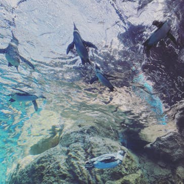 京都水族館に投稿された画像（2022/7/12）